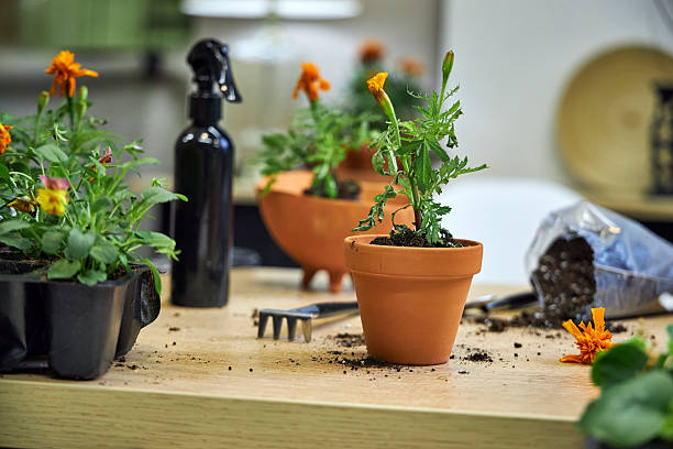 Macetas de cerámica