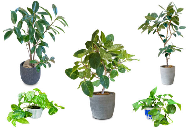 Ficus para oficina