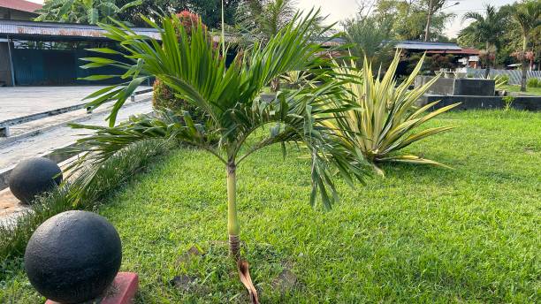 Palmeras para oficina