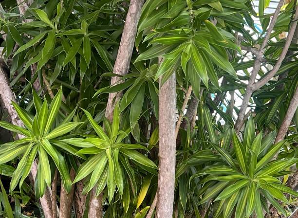 Dracaena grandes